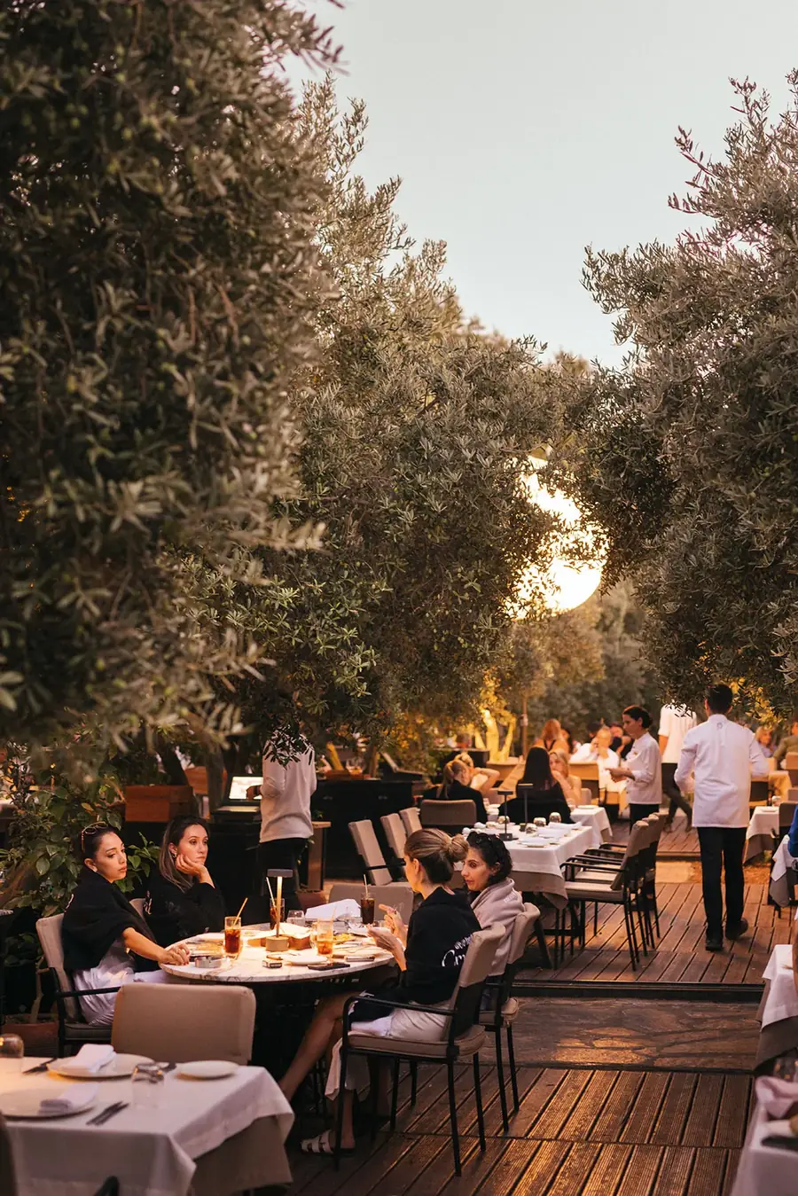 Diners at a restaurant under olive trees