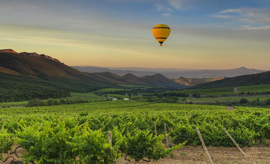 Hot air balloon over vineyards at sunrise